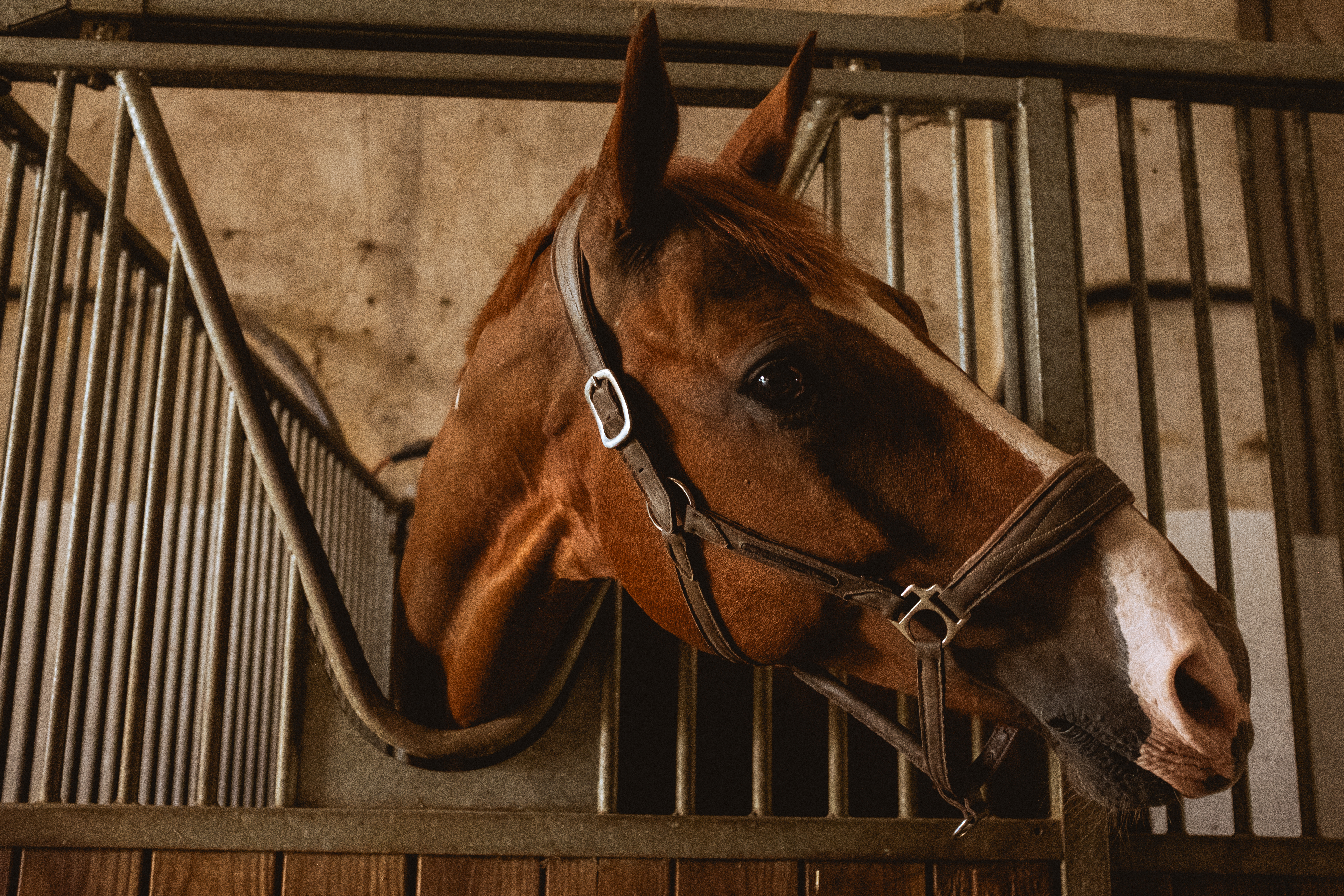 Modèle et son cheval dans un décor naturel