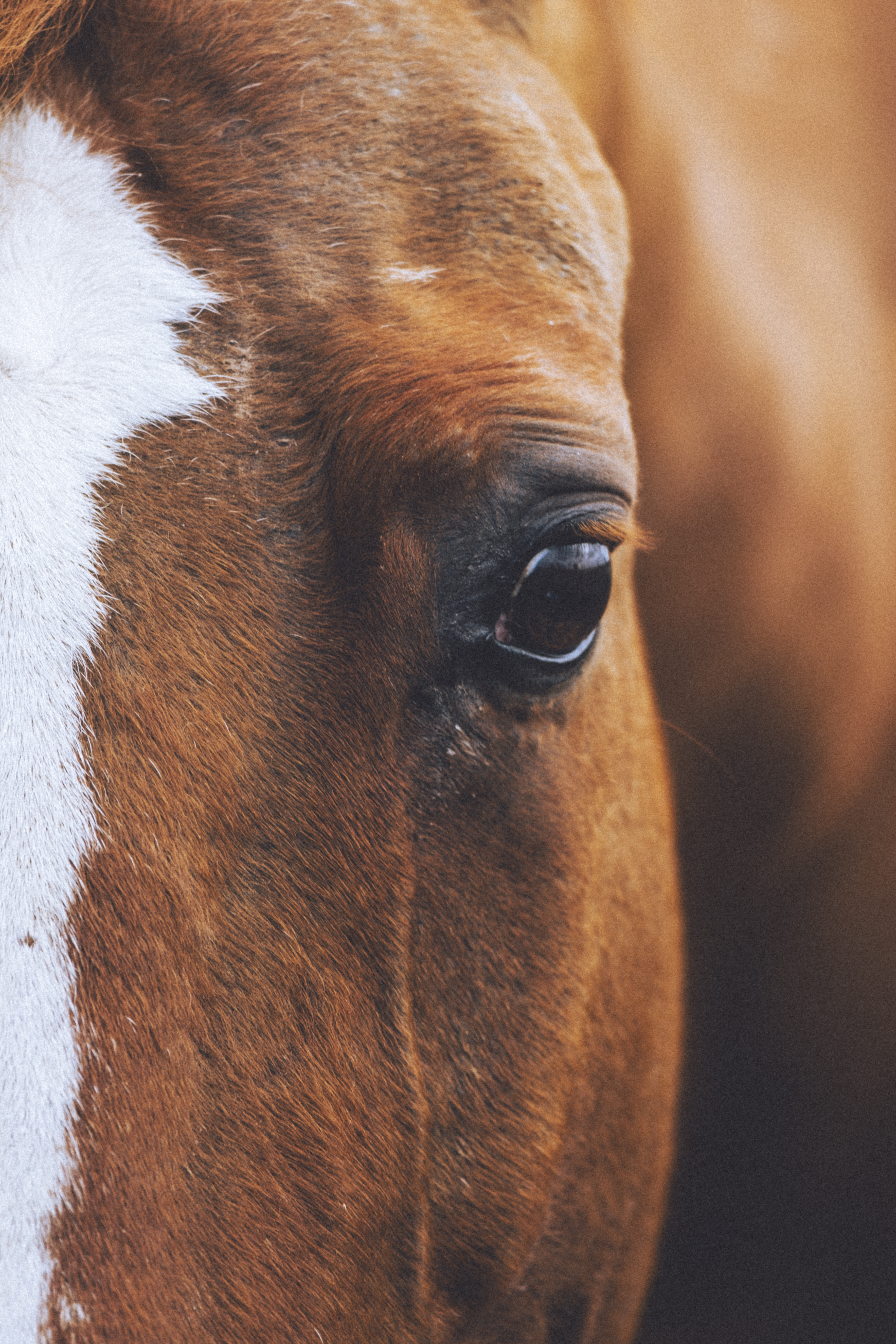 Portrait d'un cheval avec focus sur son oeil
